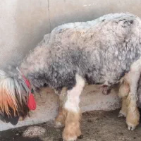 قوچ بختیاری