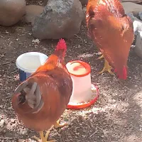 خروس سرحال و شاداب