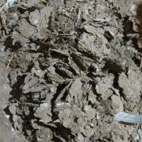 کود کبوتر|لوازم جانبی حیوانات|تایباد, |دیوار