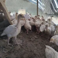 جوجه بوقلمون بیوتی 6