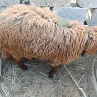 فروش یک عدد میش ویک عدد قوچ