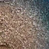 اسفند تازه|گل و گیاه طبیعی|فیروزآباد (فارس), |دیوار