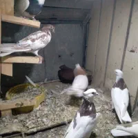 چندعددطوقی با یه ماده سرخ خونی