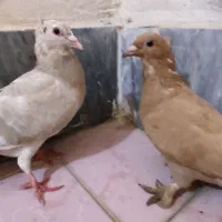 کفتر زرد مایه ونرلایه پلنگ