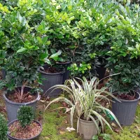 یاس هلندی قیچی خورده سطل 12|خدمات باغبانی و درختکاری|رامسر, |دیوار