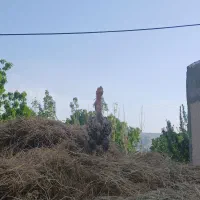 خروس لاری