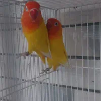 فروش جفت کوتوله و عروس هلندی خاص و زیبا