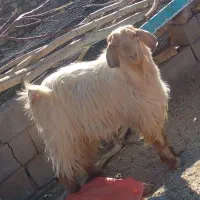 چبش دورگ سانن