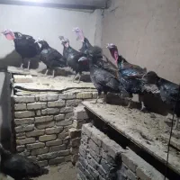 فروش تعدادی محدود بوقلمون محلی