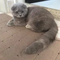 دختر اسکاتیش فلد|گربه|کاشان, شهرک امیرالمومنین|دیوار