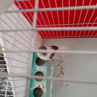 قناری|پرنده|گلمکان, |دیوار