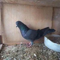 کفتر ماده زاغ سبز