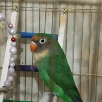 طوطی برزیلی