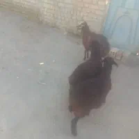 بره|حیوانات مزرعه|گلبهار, شهر جدید گلبهار|دیوار