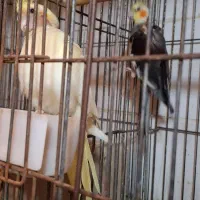 جفت عروس هلندی|پرنده|شوشتر, |دیوار