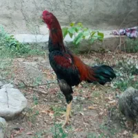 مرغ خروس لاری اصیل