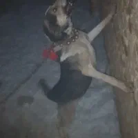 واگذاری سگ پژدر