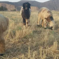 قوچ کله زنگ دو قلوزا بودن کار بلد ،بره گوسفند