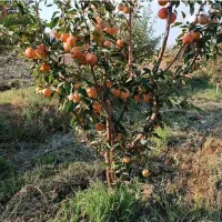 فروش انواع ارقام  نهال