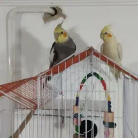 جفت عروس هلندی، مرغ عشق، وفنچ خانگی