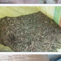 کاه‌عدس‌ سبز|لوازم جانبی حیوانات|رشت, کوی عرفان|دیوار