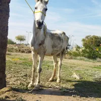 اسب|اسب و تجهیزات اسبسواری|بوشهر, |دیوار