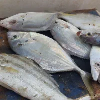 شنگو تازه|ماهی|قشم, |دیوار