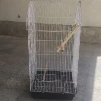 قفس عروس هلندی