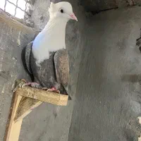 کبوتر کربلایی