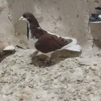 کبوتر پرشی|پرنده|اسفرورین, |دیوار