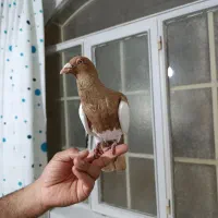 کبوتر یهود|پرنده|شال, |دیوار