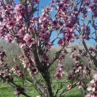 فروش باغ بر جاده آسفالت