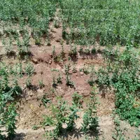 نهال انگور بادام انار انجیر|خدمات باغبانی و درختکاری|زرندیه, |دیوار