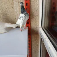 کفتر تیدی پیور