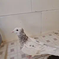 کله هما کاکلی کرمانی ماده جوانه