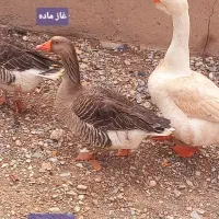 دُو‌ جفت‌ غوغاز‌ و‌ اردک‌ بهترین. نژاد‌ خانگی‌