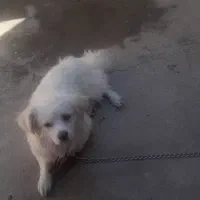 پاکوتاه