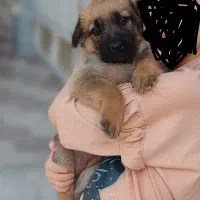 سگ ژرمن