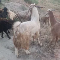 بز بز غاله