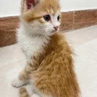 فروش گربه|گربه|مینودشت, |دیوار