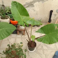 گل باباآدم سرحال وسالم قیمت۵۰۰۰۰۰