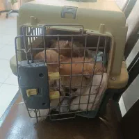 واگذاری توله سگ پامر خرسی