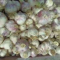 سیر ،درجه یک زابلی