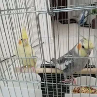 عروس هلندی|پرنده|تهران, جوادیه تهرانپارس|دیوار