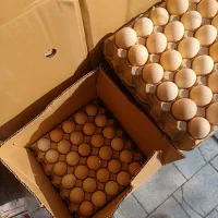 فروش عمده تخم مرغ بومی|خوردنی و آشامیدنی|اصفهان, شهرک کاوه|دیوار