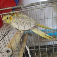 عروس هلندی 2ماهه،مناسب اموزش دادن