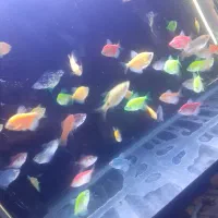 ماهی زینتی و خرگوش لوپ