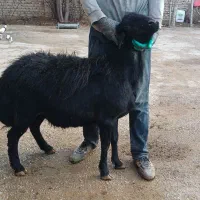 قوچ قره قزل افشار|حیوانات مزرعه|لالجین, |دیوار