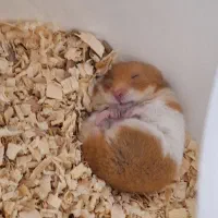 انواع همستر