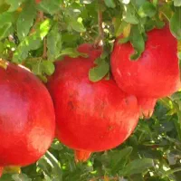 فروش نهال انجیر اصیل با ضمانت سلامت و کیفیت